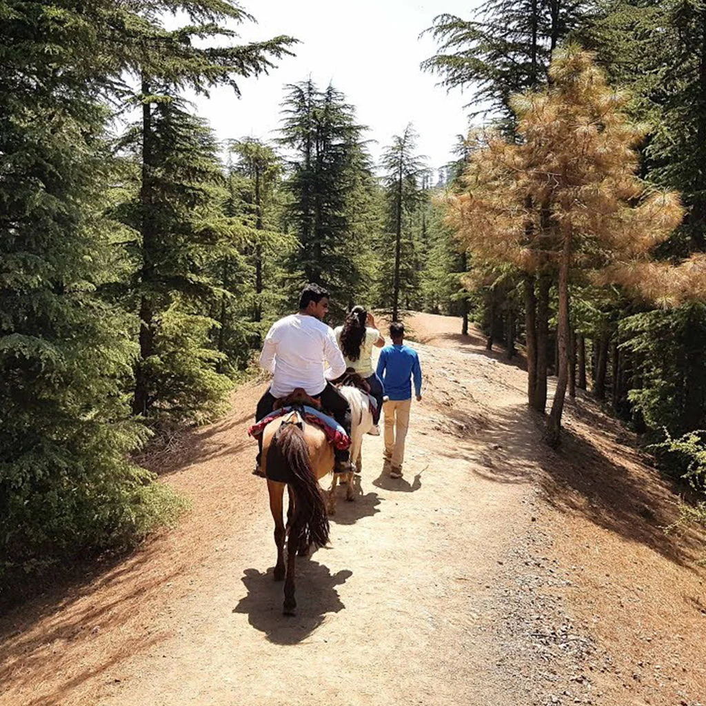 THE PONY RIDE