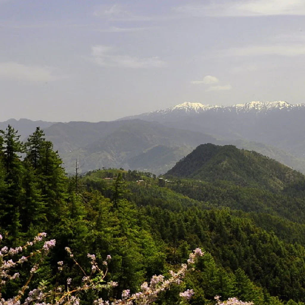 CHAIL