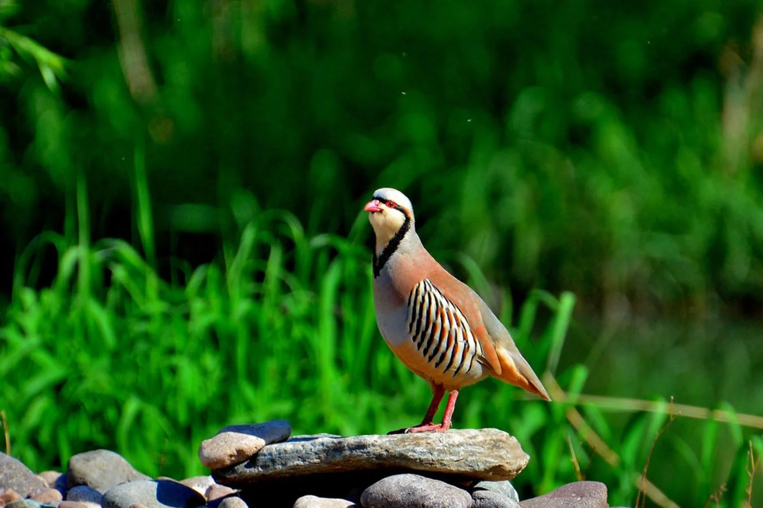 the Himalayan Bird Park