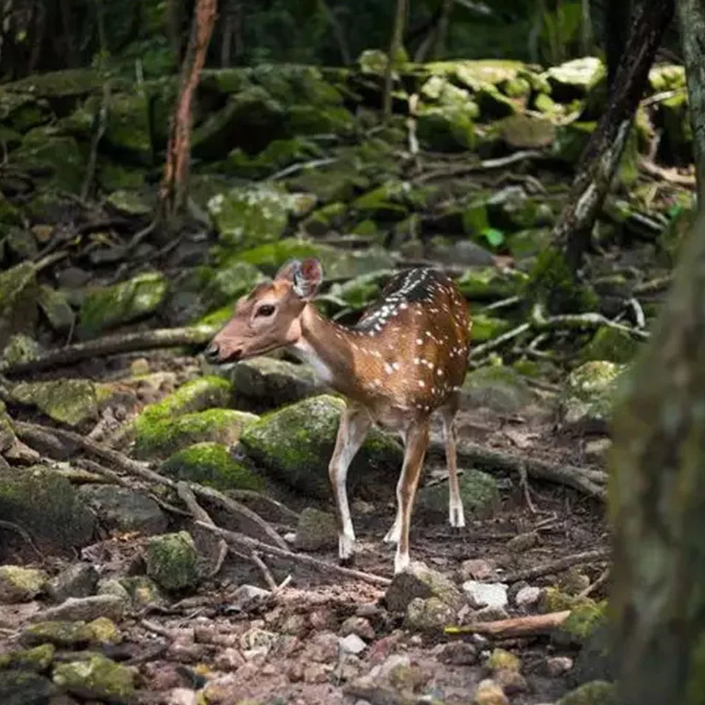 the Chail Wildlife Sanctuary