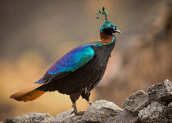 himalayan-bird-park-shimla himalayan-bird-park-shimla