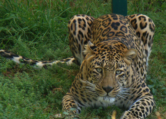 kufri-zoo kufri-zoo