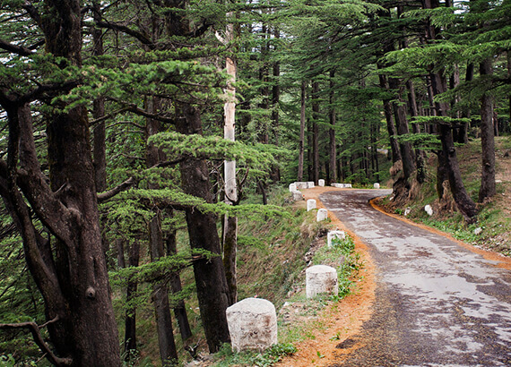 mashobra-shimla mashobra-shimla
