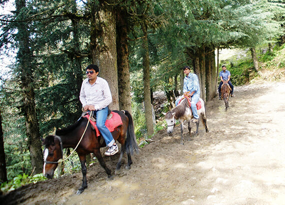 pony-ride-kufri pony-ride-kufri